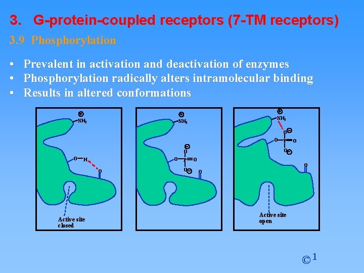 3. G-protein-coupled receptors (7 -TM receptors) 3. 9 Phosphorylation • • • Prevalent in