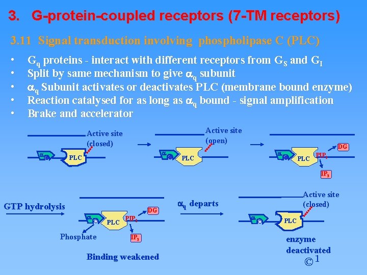 3. G-protein-coupled receptors (7 -TM receptors) 3. 11 Signal transduction involving phospholipase C (PLC)