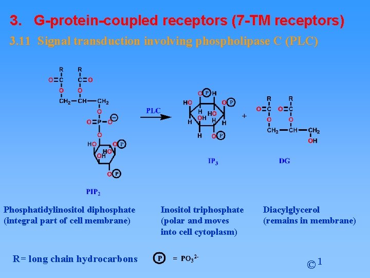 3. G-protein-coupled receptors (7 -TM receptors) 3. 11 Signal transduction involving phospholipase C (PLC)