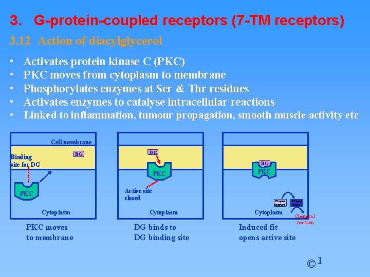 3. G-protein-coupled receptors (7 -TM receptors) 3. 12 Action of diacylglycerol • • •