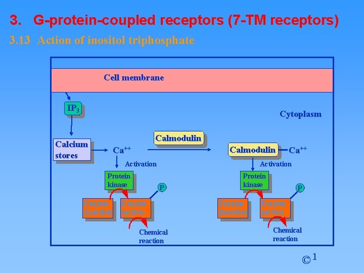 3. G-protein-coupled receptors (7 -TM receptors) 3. 13 Action of inositol triphosphate Cell membrane