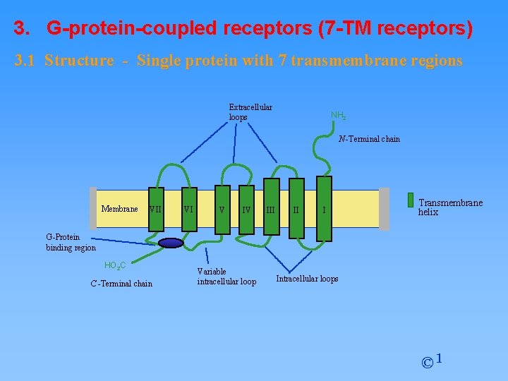 3. G-protein-coupled receptors (7 -TM receptors) 3. 1 Structure - Single protein with 7