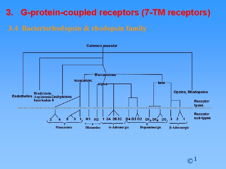 3. G-protein-coupled receptors (7 -TM receptors) 3. 4 Bacteriorhodopsin & rhodopsin family © 1