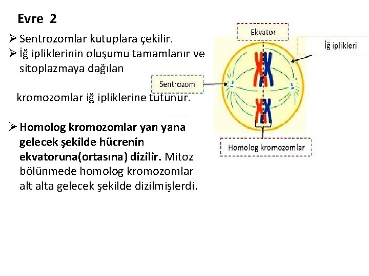 Evre 2 Ø Sentrozomlar kutuplara çekilir. Ø İğ ipliklerinin oluşumu tamamlanır ve sitoplazmaya dağılan