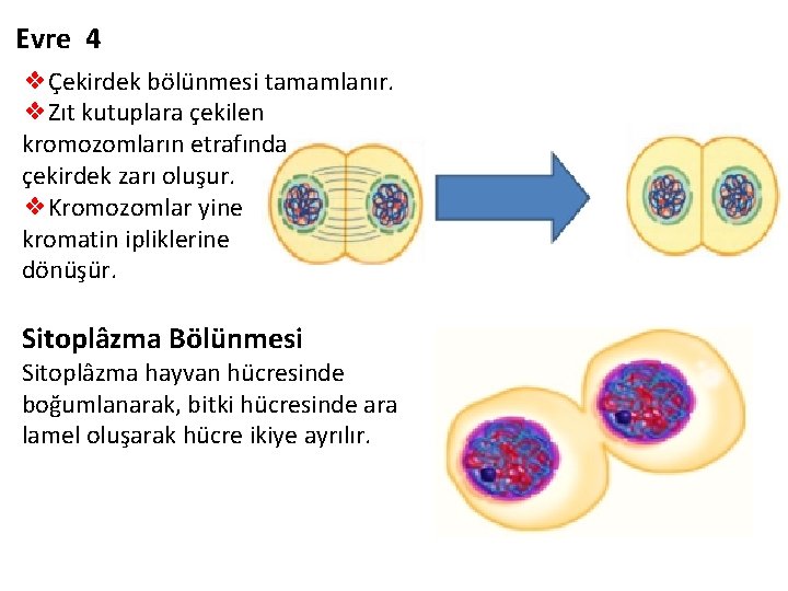 Evre 4 ❖Çekirdek bölünmesi tamamlanır. ❖Zıt kutuplara çekilen kromozomların etrafında çekirdek zarı oluşur. ❖Kromozomlar