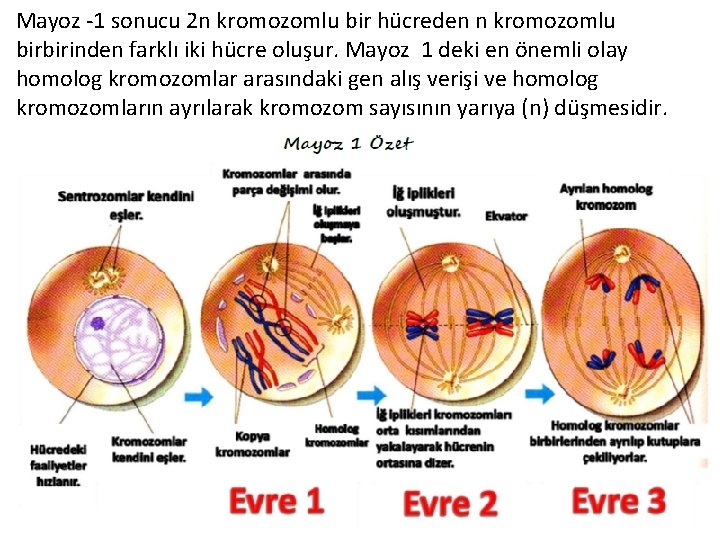 Mayoz -1 sonucu 2 n kromozomlu bir hücreden n kromozomlu birbirinden farklı iki hücre