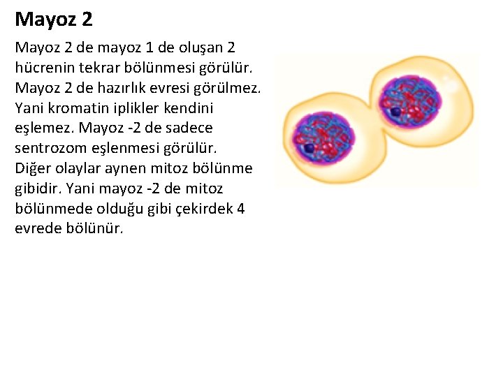 Mayoz 2 de mayoz 1 de oluşan 2 hücrenin tekrar bölünmesi görülür. Mayoz 2