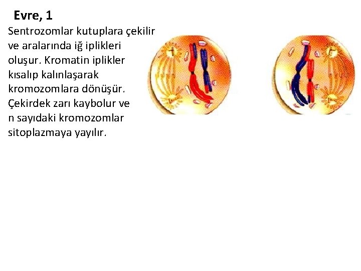 Evre, 1 Sentrozomlar kutuplara çekilir ve aralarında iğ iplikleri oluşur. Kromatin iplikler kısalıp kalınlaşarak