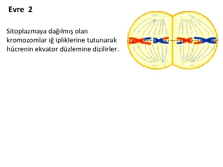 Evre 2 Sitoplazmaya dağılmış olan kromozomlar iğ ipliklerine tutunarak hücrenin ekvator düzlemine dizilirler. 