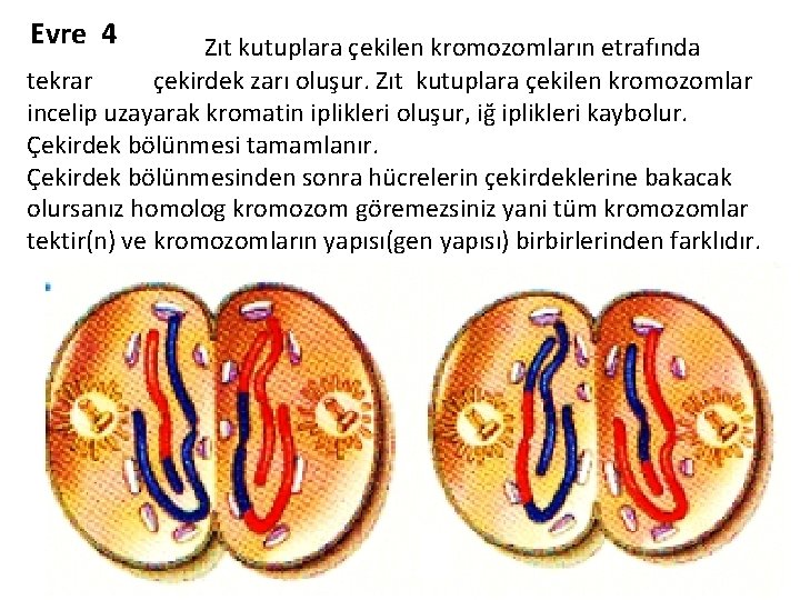 Evre 4 Zıt kutuplara çekilen kromozomların etrafında tekrar çekirdek zarı oluşur. Zıt kutuplara çekilen