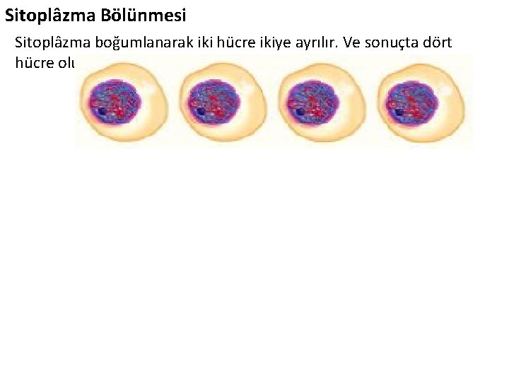 Sitoplâzma Bölünmesi Sitoplâzma boğumlanarak iki hücre ikiye ayrılır. Ve sonuçta dört hücre oluşur. 