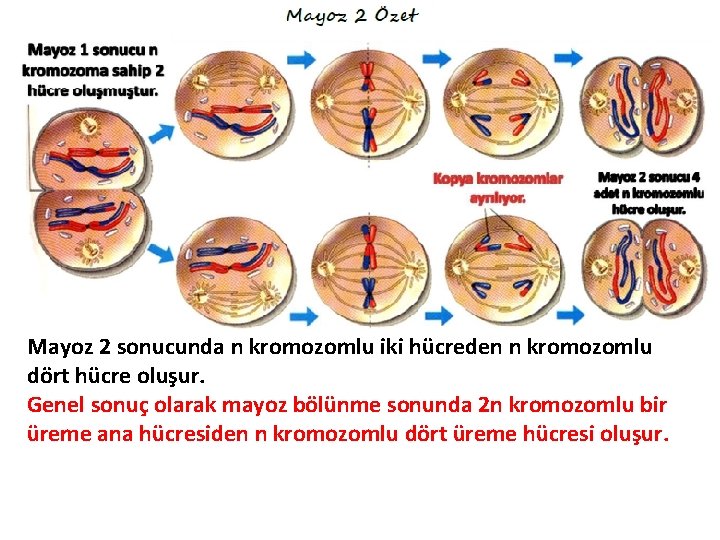 Mayoz 2 sonucunda n kromozomlu iki hücreden n kromozomlu dört hücre oluşur. Genel sonuç