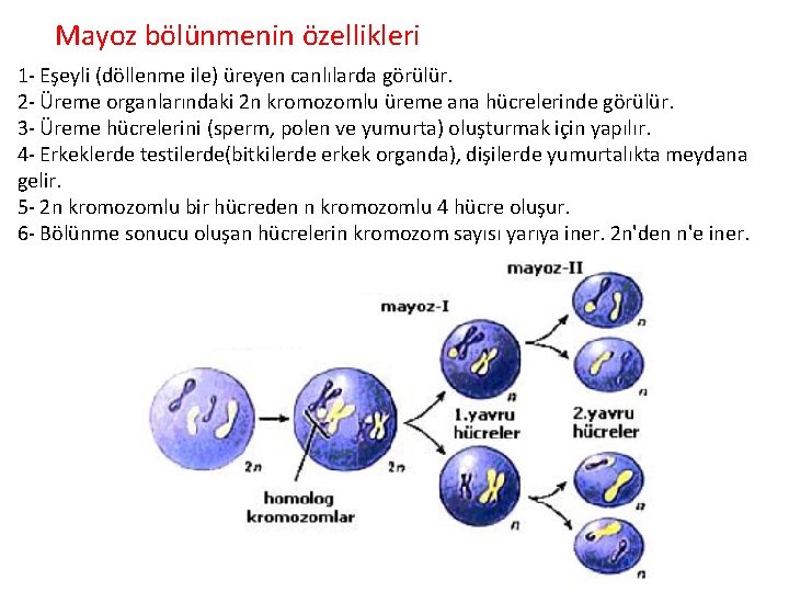 Mayoz bölünmenin özellikleri 1 - Eşeyli (döllenme ile) üreyen canlılarda görülür. 2 - Üreme