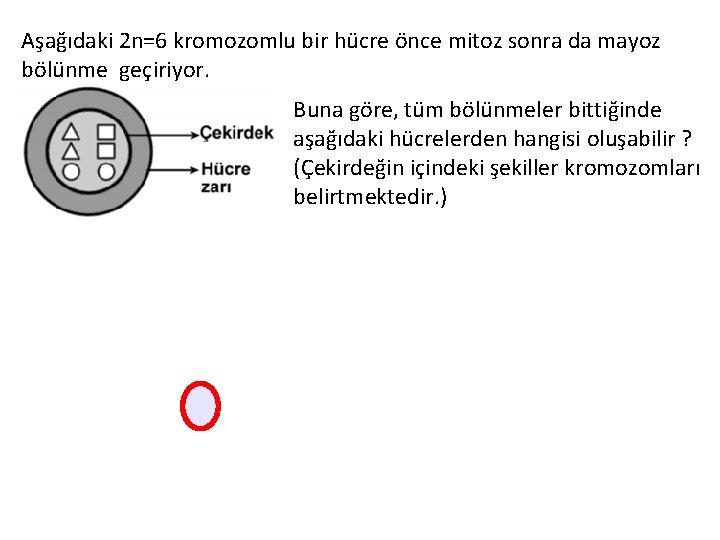 Aşağıdaki 2 n=6 kromozomlu bir hücre önce mitoz sonra da mayoz bölünme geçiriyor. Buna