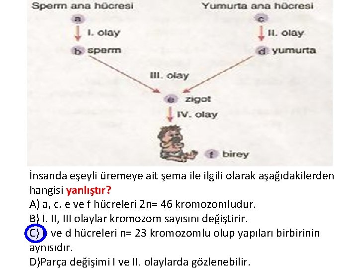 İnsanda eşeyli üremeye ait şema ile ilgili olarak aşağıdakilerden hangisi yanlıştır? A) a, c.