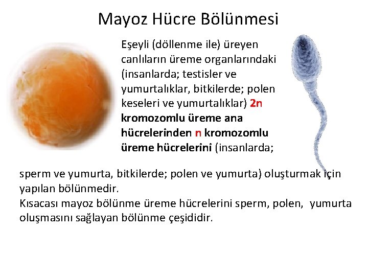 Mayoz Hücre Bölünmesi Eşeyli (döllenme ile) üreyen canlıların üreme organlarındaki (insanlarda; testisler ve yumurtalıklar,