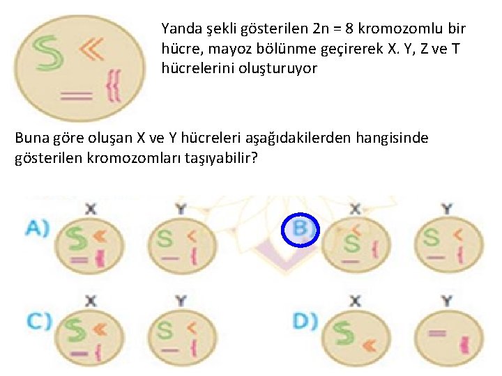 Yanda şekli gösterilen 2 n = 8 kromozomlu bir hücre, mayoz bölünme geçirerek X.