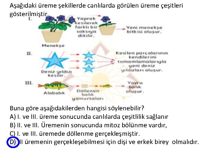 Aşağıdaki üreme şekillerde canlılarda görülen üreme çeşitleri gösterilmiştir. Buna göre aşağıdakilerden hangisi söylenebilir? A)