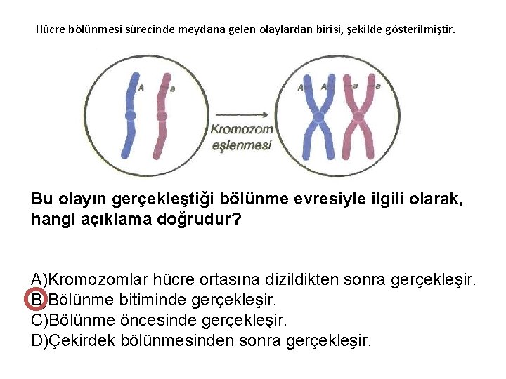 Hücre bölünmesi sürecinde meydana gelen olaylardan birisi, şekilde gösterilmiştir. Bu olayın gerçekleştiği bölünme evresiyle