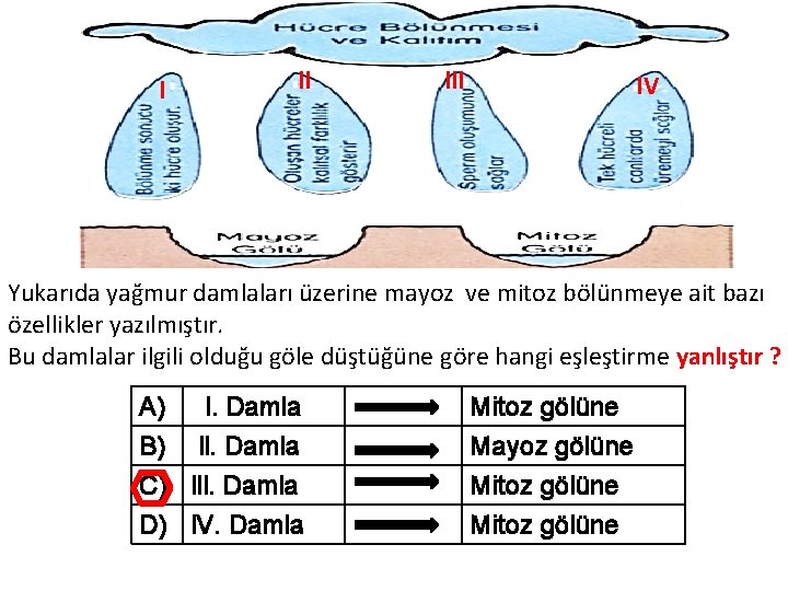 l ll l. V Yukarıda yağmur damlaları üzerine mayoz ve mitoz bölünmeye ait bazı