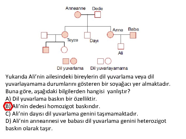 Yukarıda Ali’nin ailesindeki bireylerin dil yuvarlama veya dil yuvarlayamama durumlarını gösteren bir soyağacı yer