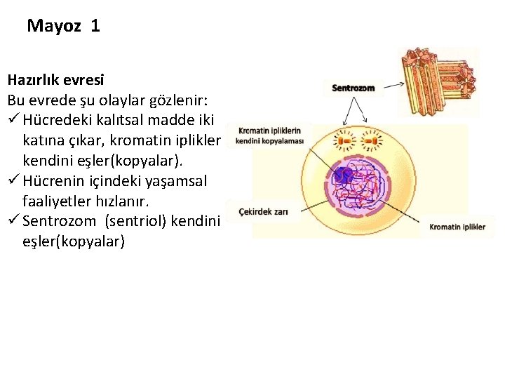 Mayoz 1 Hazırlık evresi Bu evrede şu olaylar gözlenir: ü Hücredeki kalıtsal madde iki