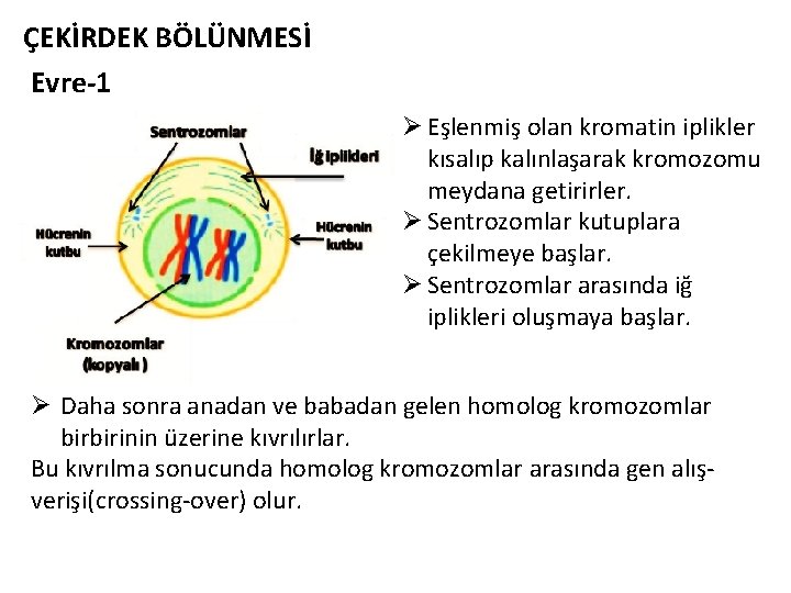 ÇEKİRDEK BÖLÜNMESİ Evre-1 Ø Eşlenmiş olan kromatin iplikler kısalıp kalınlaşarak kromozomu meydana getirirler. Ø