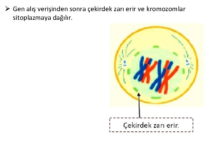 Ø Gen alış verişinden sonra çekirdek zarı erir ve kromozomlar sitoplazmaya dağılır. 