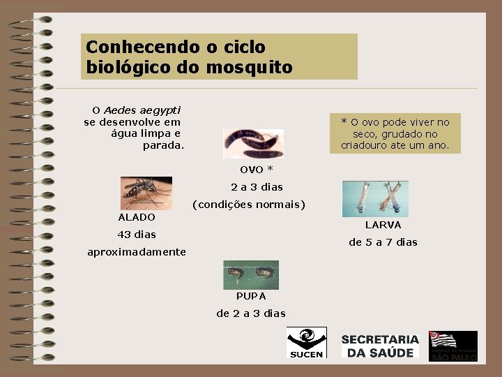 Conhecendo o ciclo biológico do mosquito O Aedes aegypti se desenvolve em água limpa