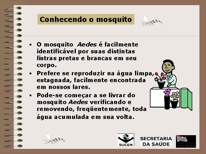 Conhecendo o mosquito • O mosquito Aedes é facilmente identificável por suas distintas listras