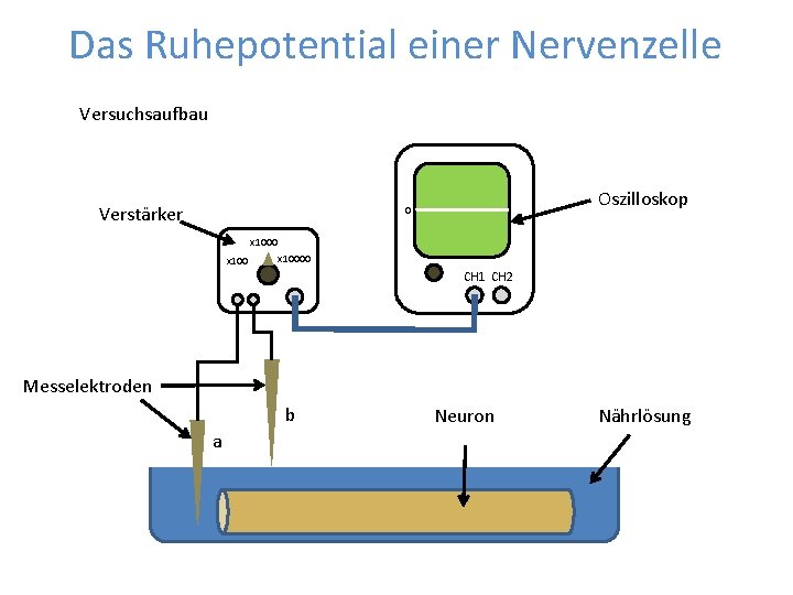 Das Ruhepotential einer Nervenzelle Versuchsaufbau Verstärker 0 x 100 Oszilloskop CH 1 x 10000