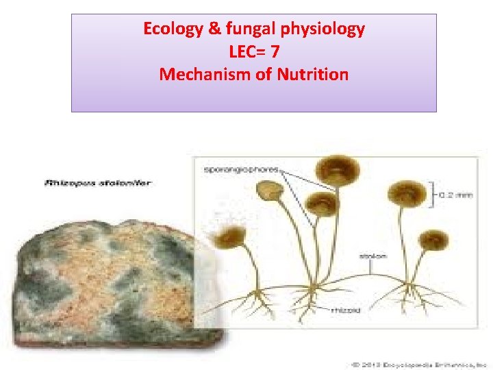 Ecology & fungal physiology LEC= 7 Mechanism of Nutrition 