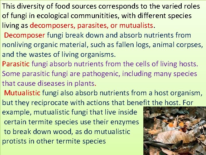 This diversity of food sources corresponds to the varied roles of fungi in ecological