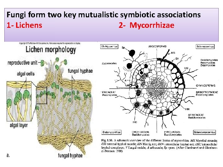 Fungi form two key mutualistic symbiotic associations 1 - Lichens 2 - Mycorrhizae 