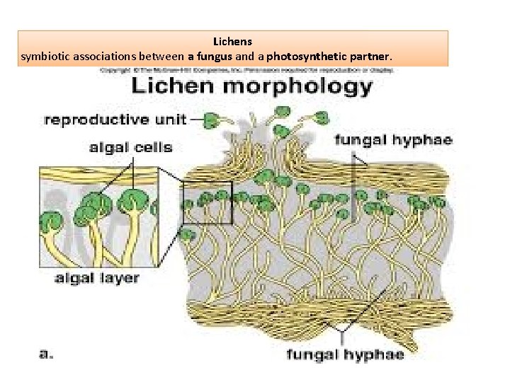 Lichens symbiotic associations between a fungus and a photosynthetic partner. 