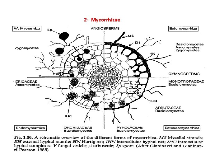 2 - Mycorrhizae 2 - Mycorrhizae