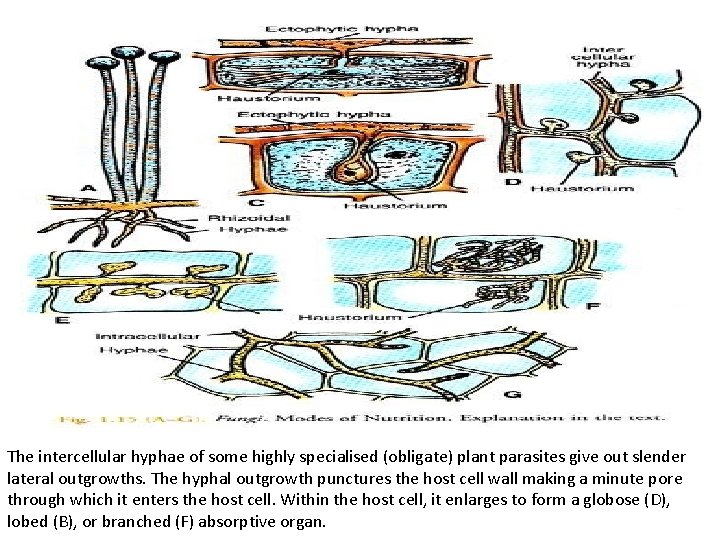 The intercellular hyphae of some highly specialised (obligate) plant parasites give out slender lateral