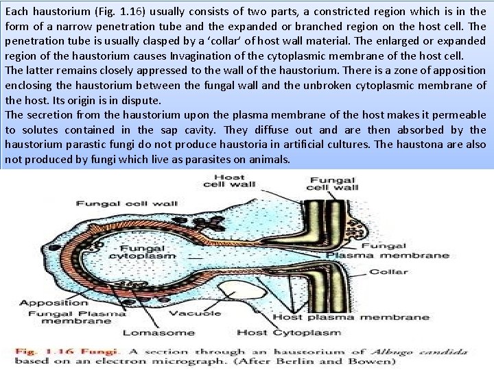 Each haustorium (Fig. 1. 16) usually consists of two parts, a constricted region which