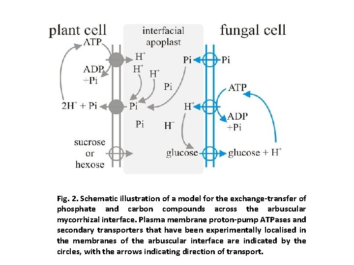 Fig. 2. Schematic illustration of a model for the exchange-transfer of phosphate and carbon