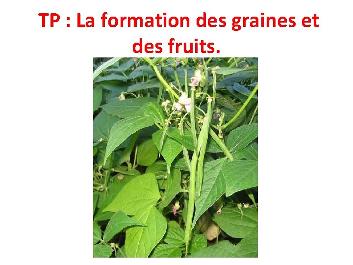  TP : La formation des graines et des fruits. 