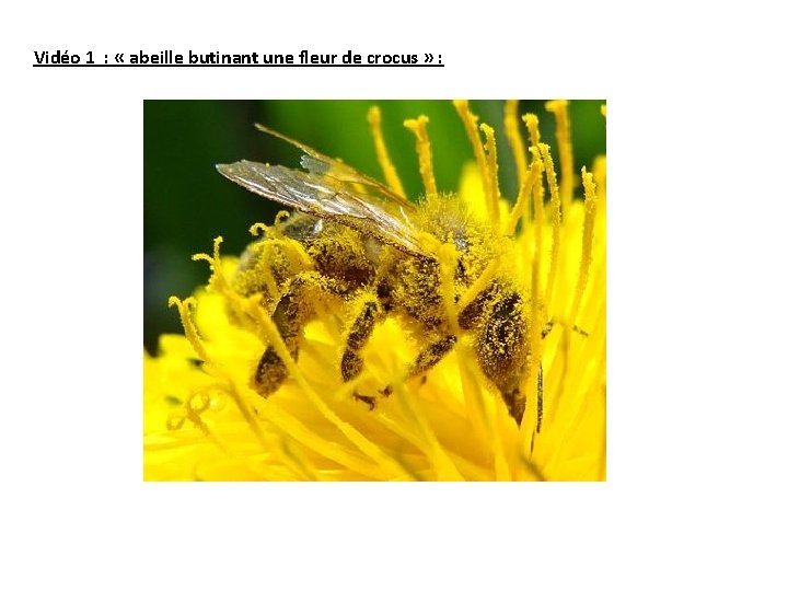 Vidéo 1 : « abeille butinant une fleur de crocus » : 