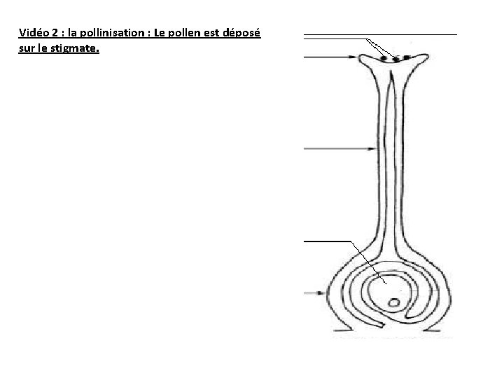 Vidéo 2 : la pollinisation : Le pollen est déposé sur le stigmate. 