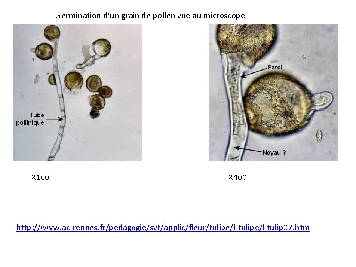 Germination d’un grain de pollen vue au microscope X 100 X 400 http: //www.
