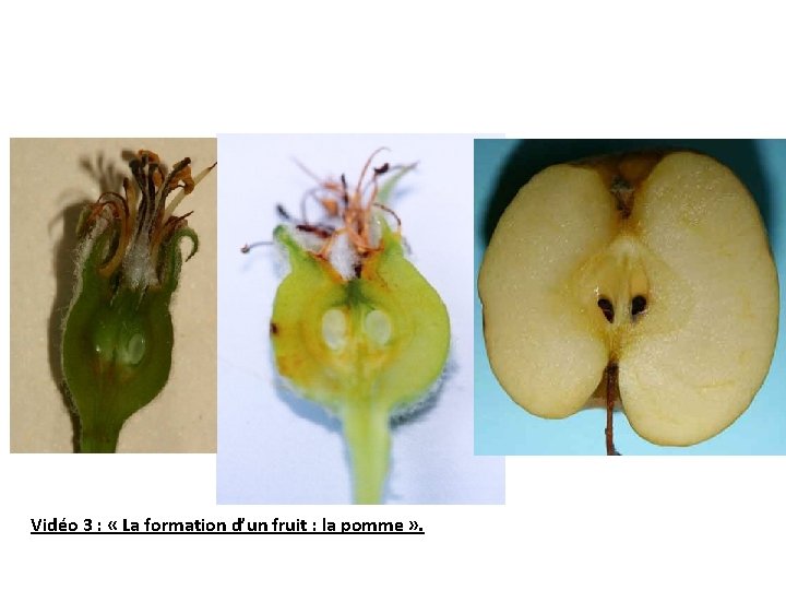 Vidéo 3 : « La formation d’un fruit : la pomme » . 