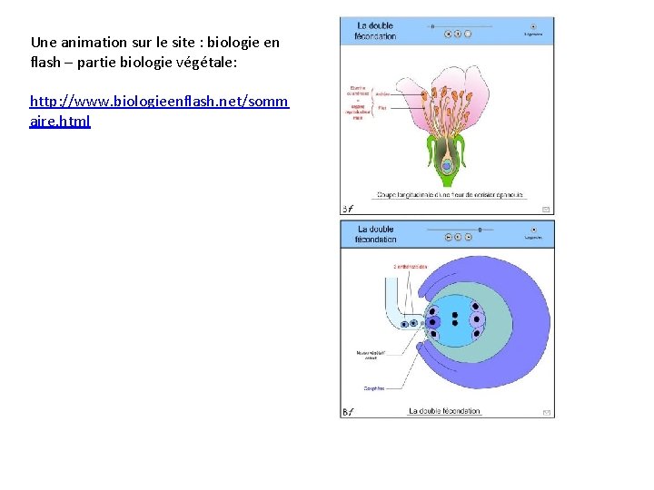 Une animation sur le site : biologie en flash – partie biologie végétale: http: