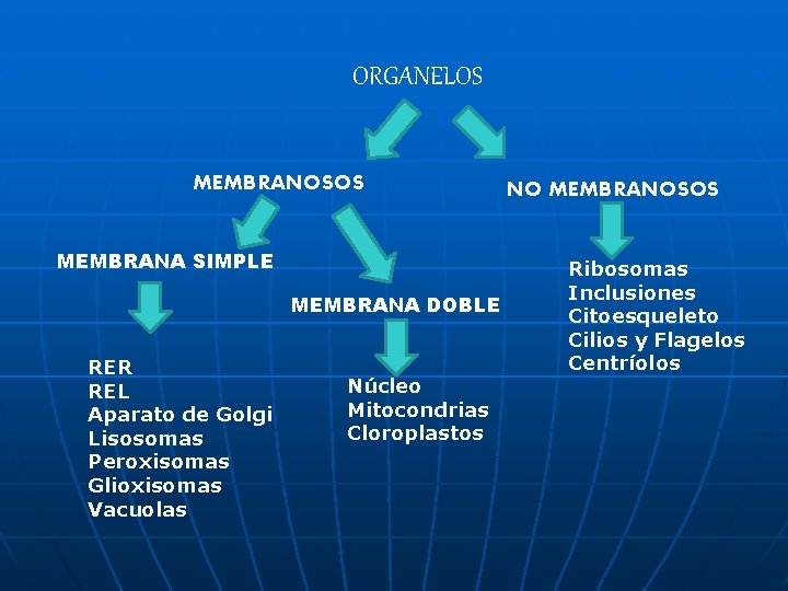 ORGANELOS MEMBRANOSOS MEMBRANA SIMPLE MEMBRANA DOBLE RER REL Aparato de Golgi Lisosomas Peroxisomas Glioxisomas