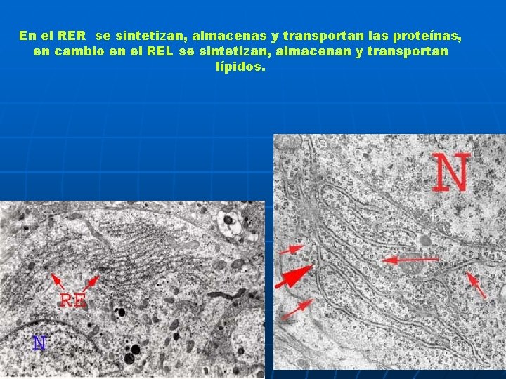 En el RER se sintetizan, almacenas y transportan las proteínas, en cambio en el