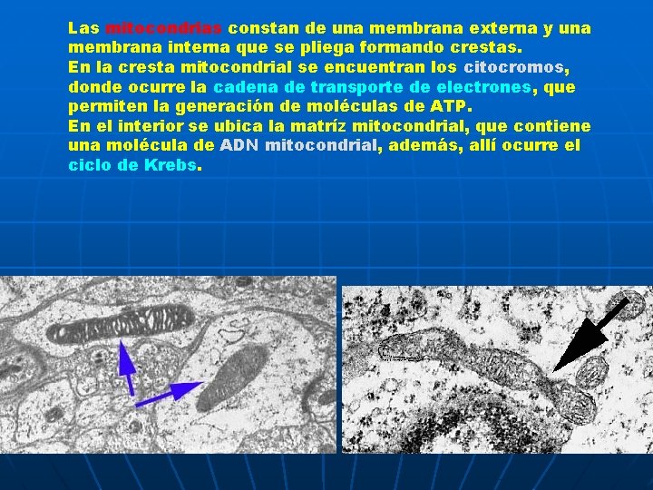 Las mitocondrias constan de una membrana externa y una membrana interna que se pliega