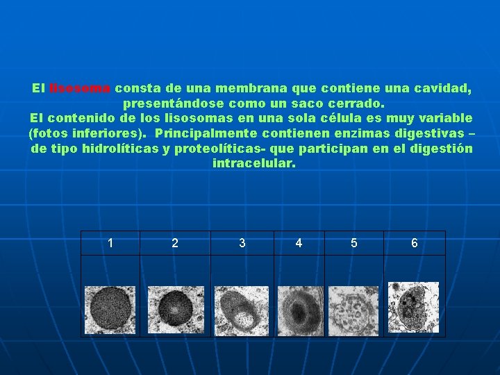 El lisosoma consta de una membrana que contiene una cavidad, presentándose como un saco