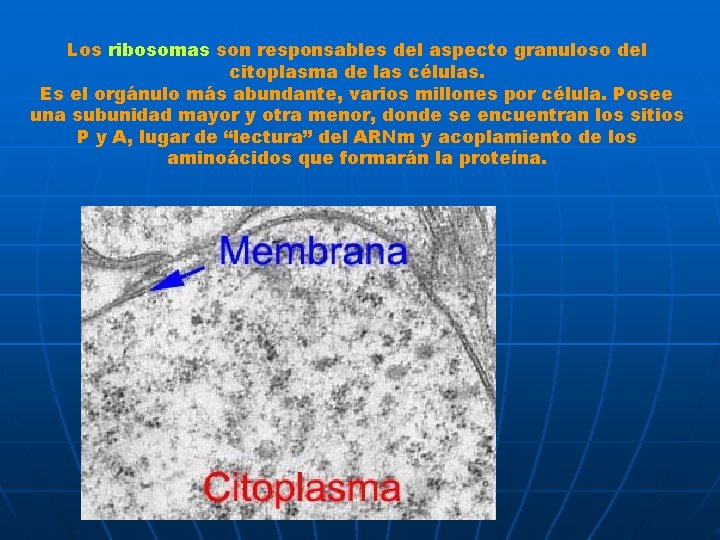 Los ribosomas son responsables del aspecto granuloso del citoplasma de las células. Es el